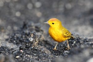 yellow Galapagos warbler