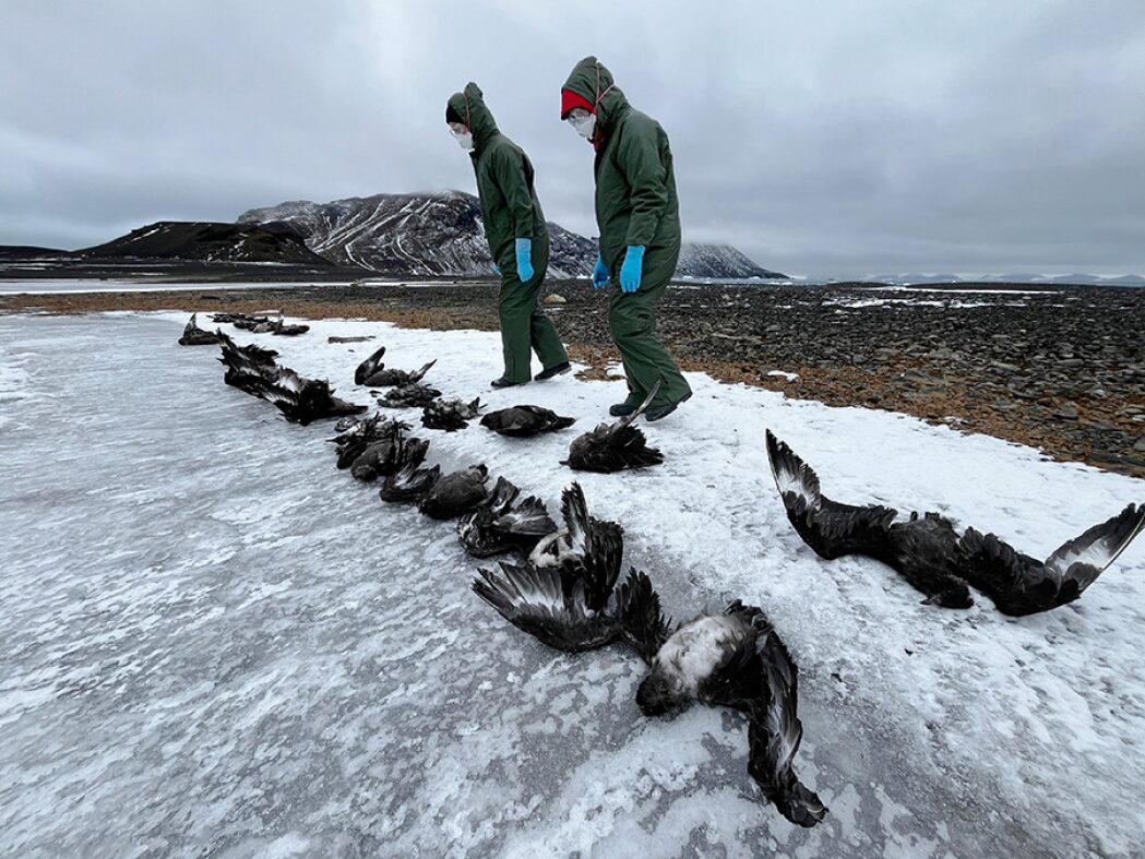 Researchers in PPE examine the bodies of skua gulls