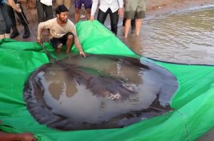 stingray