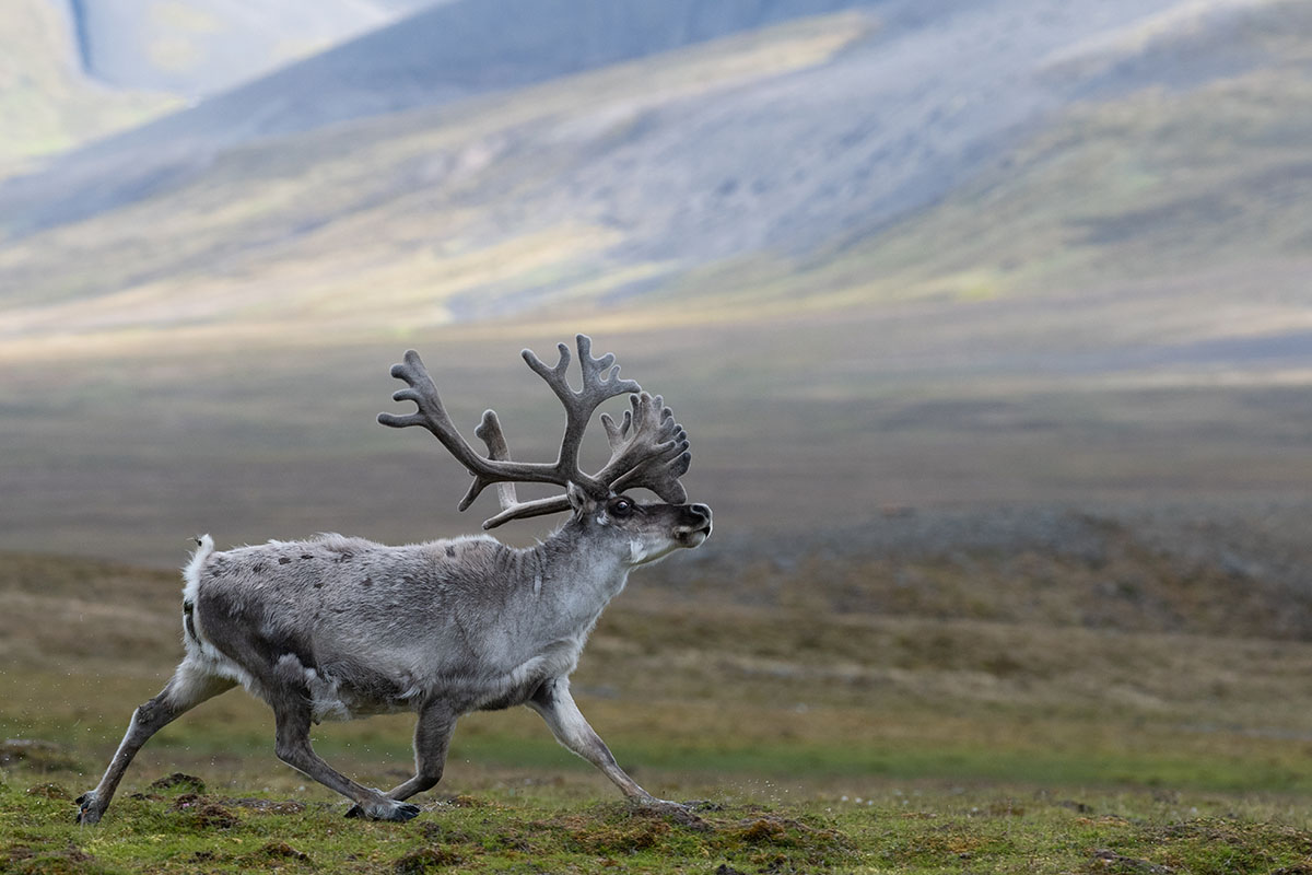 svalbard reindeer