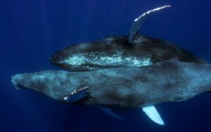 The two male humpback whales copulating in 2022