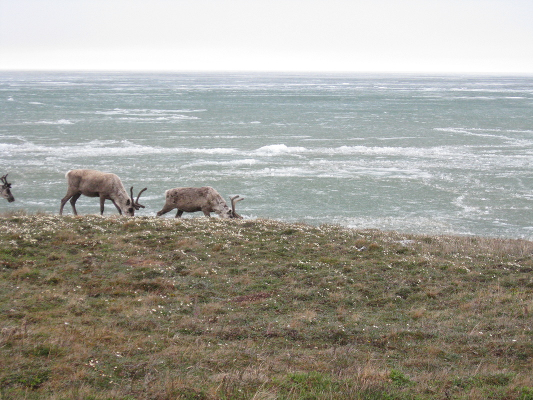 Caribou grazing by a lake.