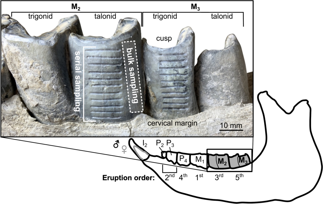 A photograph overlaid on a line drawing showing a rhino jawbone and teeth