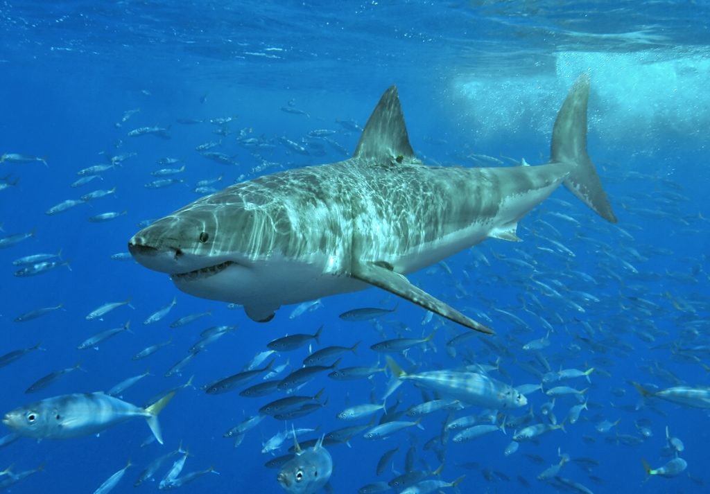 sydney shark attack