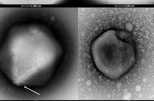zombie viruses