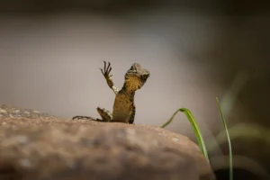 A small waterdragon lifting one hand in a wave.